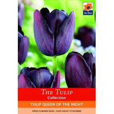 De Rees Tulip Queen of the Night Bulbs