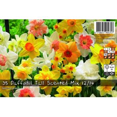 De Rees Daffodil Tall Scented Mix Bulbs