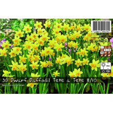 De Rees Dwarf Daffodil Tete a Tete Bulbs Landscape Pack