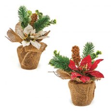 Poinsettia Arrangement Assorted 18cm