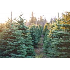 Nordmann Fir Christmas Tree (5-8 Foot)