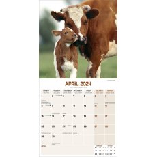 Cows Calendar