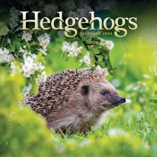 Hedgehogs Calendar