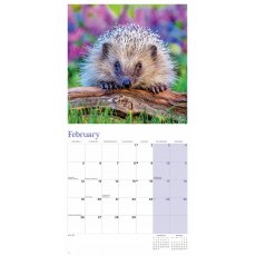 Hedgehogs Calendar