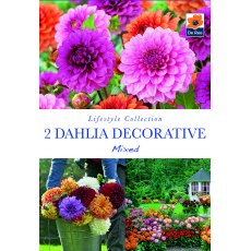 Dahlia Decorative Mixed Bulb