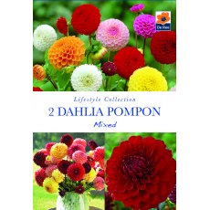 Dahlia Pompon Mixed Bulb