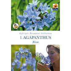Agapanthus Blue Bulb