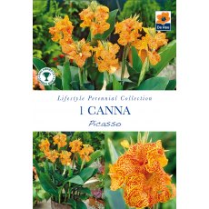 Canna Picasso Bulb