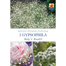 Gypsophila Babys Breath Bulb