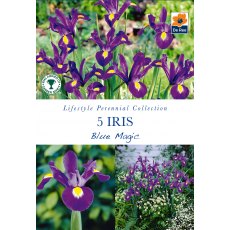 Iris Blue Magic Bulb