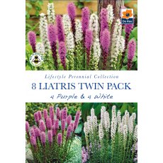 Liatris Twin Pack Bulb