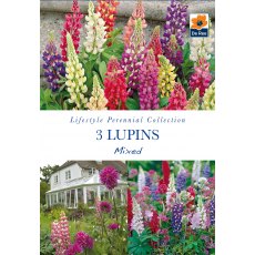 Lupins Mixed Bulb