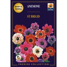 Anemone St Brigid Bulb
