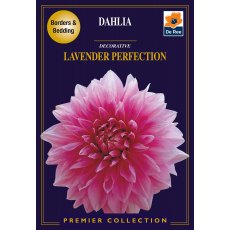 Dahlia Lavender Perfect Bulb