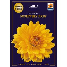 Dahlia Nordwijks Glory Bulb