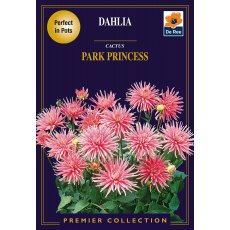 Dahlia Park Princess Bulb
