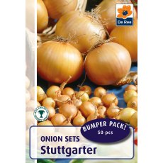 Stuttgarter Onions Bulb