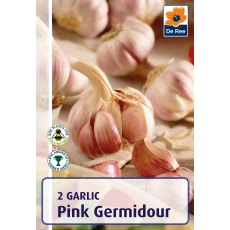 Garlic Pink Germidour Bulb