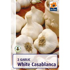 Garlic White Casablanca Bulb