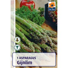 Asparagus Gijnlim Bulb