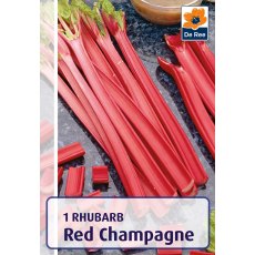 Rhubarb Red Champagne Bulb