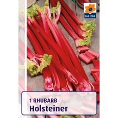 Rhubarb Holsteiner Bulb
