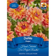 Dahlia Firepot Bulb