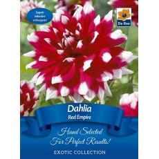 Dahlia Red Empire Bulb