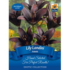 Lily Asiatic Landini Bulb