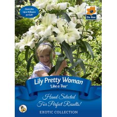 Lily Pretty Woman Bulb