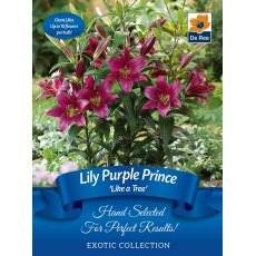 Lily Purple Prince Bulb