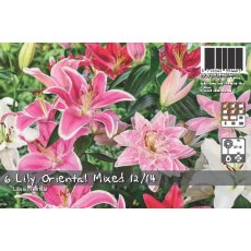 Lily Oriental Mixed Bulb