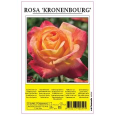 Rose Kronenbourg Pink & Yellow