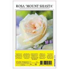 Rose Mount Shasta White