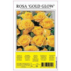 Rose Gold Glow Yellow