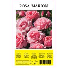 Rose Marion Pink
