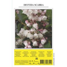 De Ree Deutzia Scabra Shrub