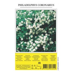 Philadelphus Coronarius Shrub