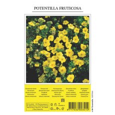 Potentilla Fruiticosa Shrub