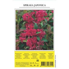 Spiraea Japonica Shrub