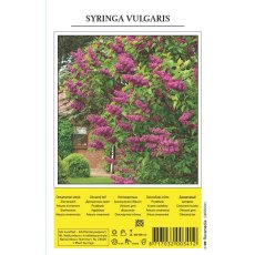 Syringa Vulgaris Shrub