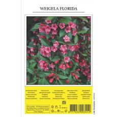 Weigela Florida Shrub