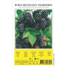 Blackberry Fruit Shrub
