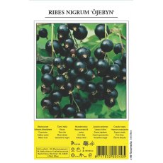 Blackcurrant Fruit Shrub