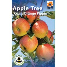 Cox's Orange Pippin Apple Tree