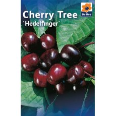 Hedelfinger Cherry Tree
