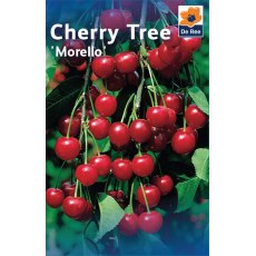 Morello Cherry Tree