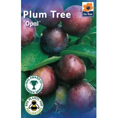 Opal Plum Tree