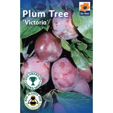 Victoria Plum Tree