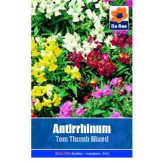 Antirrhinum Tom Thumb Seed